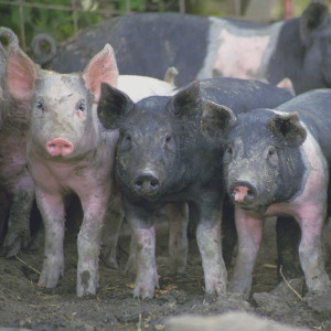 Hogs on the Storm family farm, Bosworth, Missouri