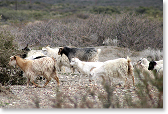 Goats make their way along herding trail. 